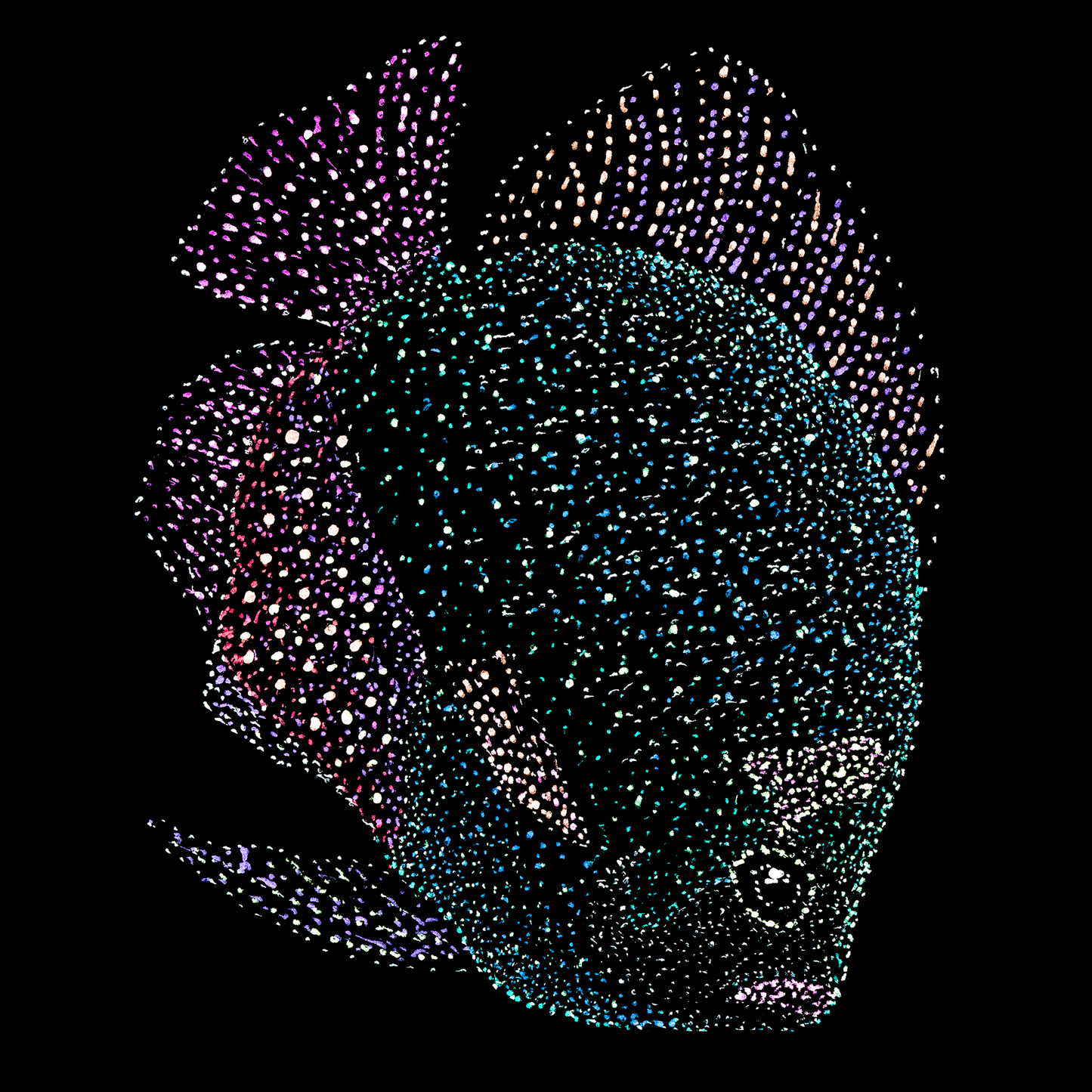 Vidushi's Fish