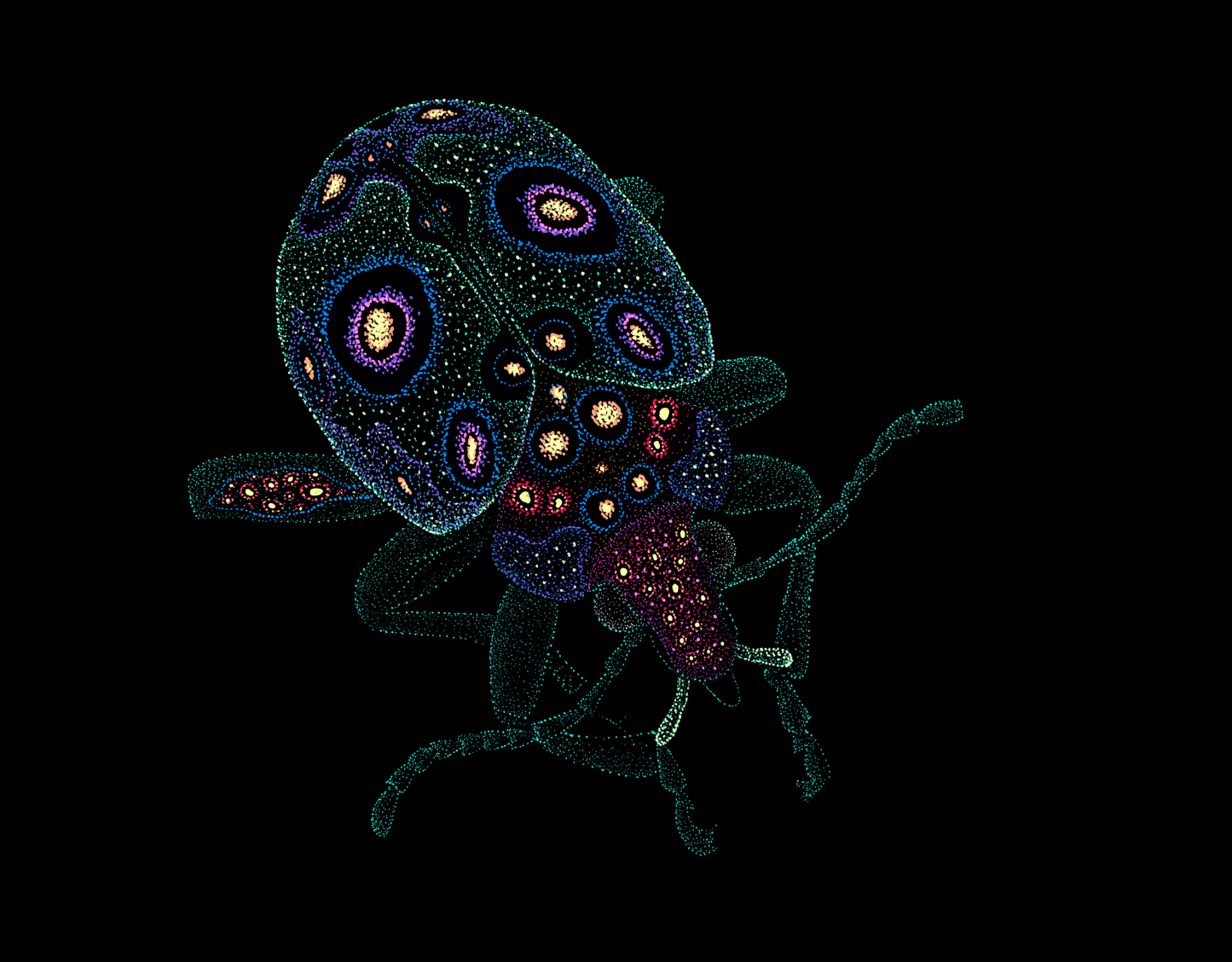 clothing-apparel-cotton-bharti-beetle