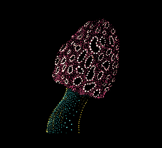 Unisex T-shirt: Satish's Morel Mushroom, Fungi, Jindots, 2024