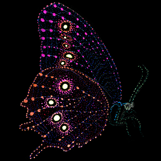 Unisex T-shirt: Aman the butterfly, Insects, Jindots, 2025