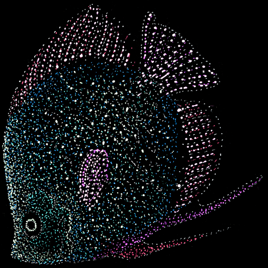 Unisex T-shirt: Vidushi's Fish, Underwater, Jindots, 2025